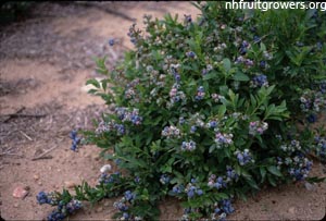 Blueberry