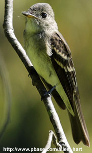 EasternWood Peewee