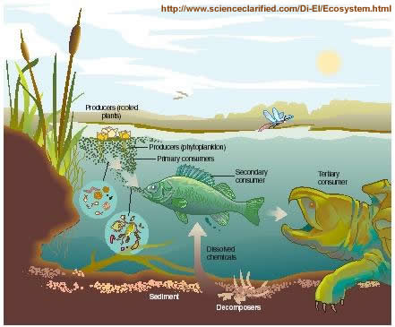 Ecosystem