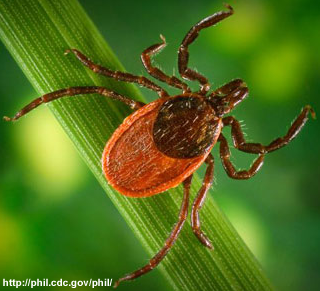 Tick