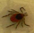 Black-legged Tick