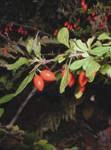 Fruit